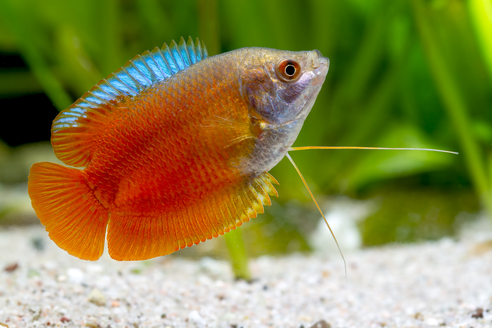 Dwarf Gourami Red (Trichogaster lalius)